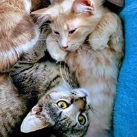 Christine Petersen-Grosse's profile image