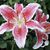 Sharman Cramer's profile image