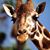 Rowena Wilson's profile image
