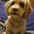 Traci Grimm Beck's profile image