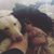Angelina Cross McCrillis's profile image