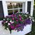 Judy Fellows Colacchio's profile image