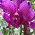 Patricia Tuz Monaco's profile image