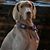Gordon Merle's profile image