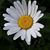 Rebecca L Attea's profile image