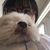 Andrea Chan's profile image