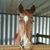 Janet Harvell Merritt's profile image