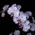 Charlotte Johnson's profile image