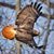 Deb Joy's profile image