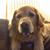 Jake Wonderdog's profile image