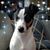 Andrea Strom's profile image