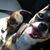 April Paz's profile image