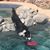 Darlene Mache Gottwald's profile image