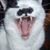 Josh Montgomery's profile image