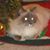 Linda S Higley's profile image
