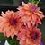 Elaine Warren Holl's profile image