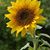 Kathy Pozin-Coy's profile image