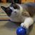 Molly Kat's profile image