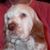 Denise Shelar's profile image