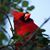 Alice Martin's profile image