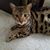 Bonnie Byrne Sharkey's profile image