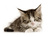 tom n.'s profile image
