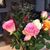 Leslie Frevert's profile image