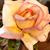 Sarah Brown's profile image