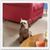 Joseph Paone's profile image