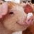 Peggy Post Goodwin's profile image