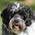 Dan Stambaugh's profile image