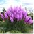 Denise Pearson's profile image