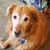Brandee Stefano's profile image