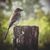 April Romine's profile image