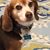 Karen D'Antuono's profile image