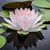 David Ryokan Greenman's profile image