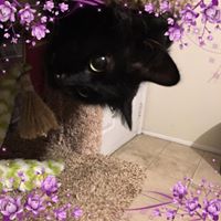 Megan Wilson's profile image