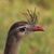 Chris Mcdede's profile image