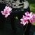 Calla White's profile image