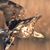 Denise Jw Morin's profile image