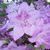 Cathy Manski Anderson's profile image