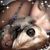 Sarah Kelso's profile image