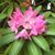 Nancy Riley LeBourgeois's profile image