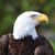 Kay Massie's profile image
