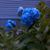 Alice M Binegar's profile image