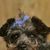 Piper Perdue's profile image