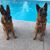 Tonya Mullis Smith's profile image