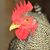 Bing Owens's profile image