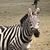 Renee Owens Kennish's profile image