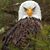 William Van Camp II's profile image